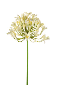 Agapanthus artificial - 1 tallo - crema