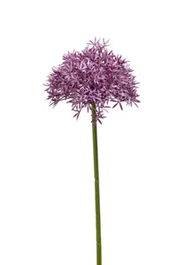 Allium artificiale - 1 stelo - viola