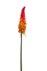 Kniphofia artificiale - 1 stelo - arancione/rosso