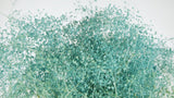 Gypsophile mini stabilisé - 1 botte - Bleu clair