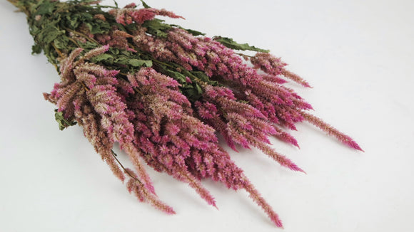 Dried Celosia - 1 bunch - Natural colour pink