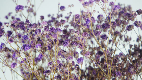 Gypsophila stabilizzata - 1 mazzo - Viola