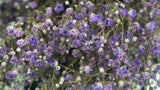 Gypsophila stabilizzata - 1 mazzo - Viola